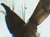 Sifone di Coquillettidia richiardii