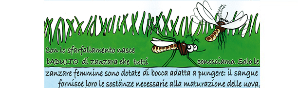 Adulto