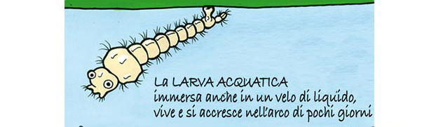 Fase larvale