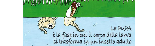 Fase di pupa