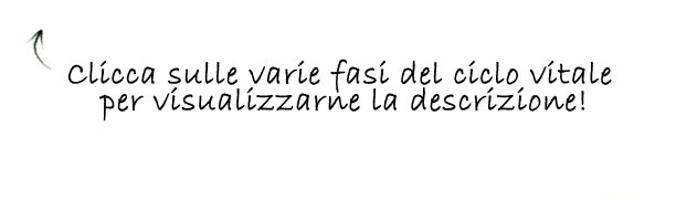 Ciclo biologico della zanzara