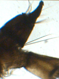 Sifone larvale di Coquilletidia