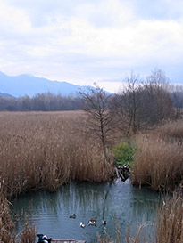 Focolaio larvale in area umida costantemente allagata