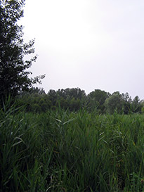 Focolaio larvale in area umida in periodo vegetativo
