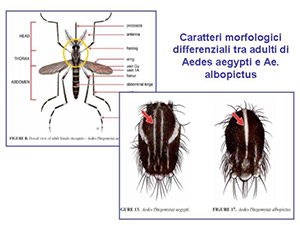 Caratteri distintivi tra Aedes albopictus e Aedes aegypti