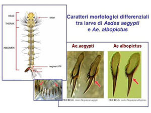 Caratteri distintivi tra Aedes albopictus e Aedes aegypti
