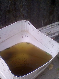 Focolaio larvale