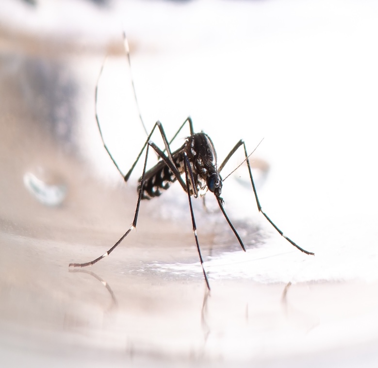 Dengue in Toscana